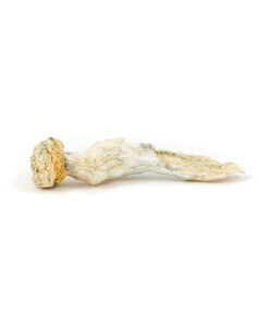 Albino Penis Envy Mushrooms for Sale