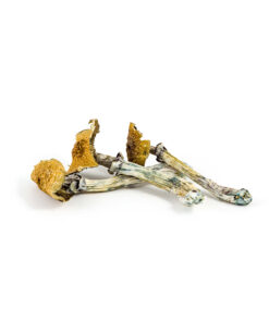 Amazonian Mushroom for Sale Online