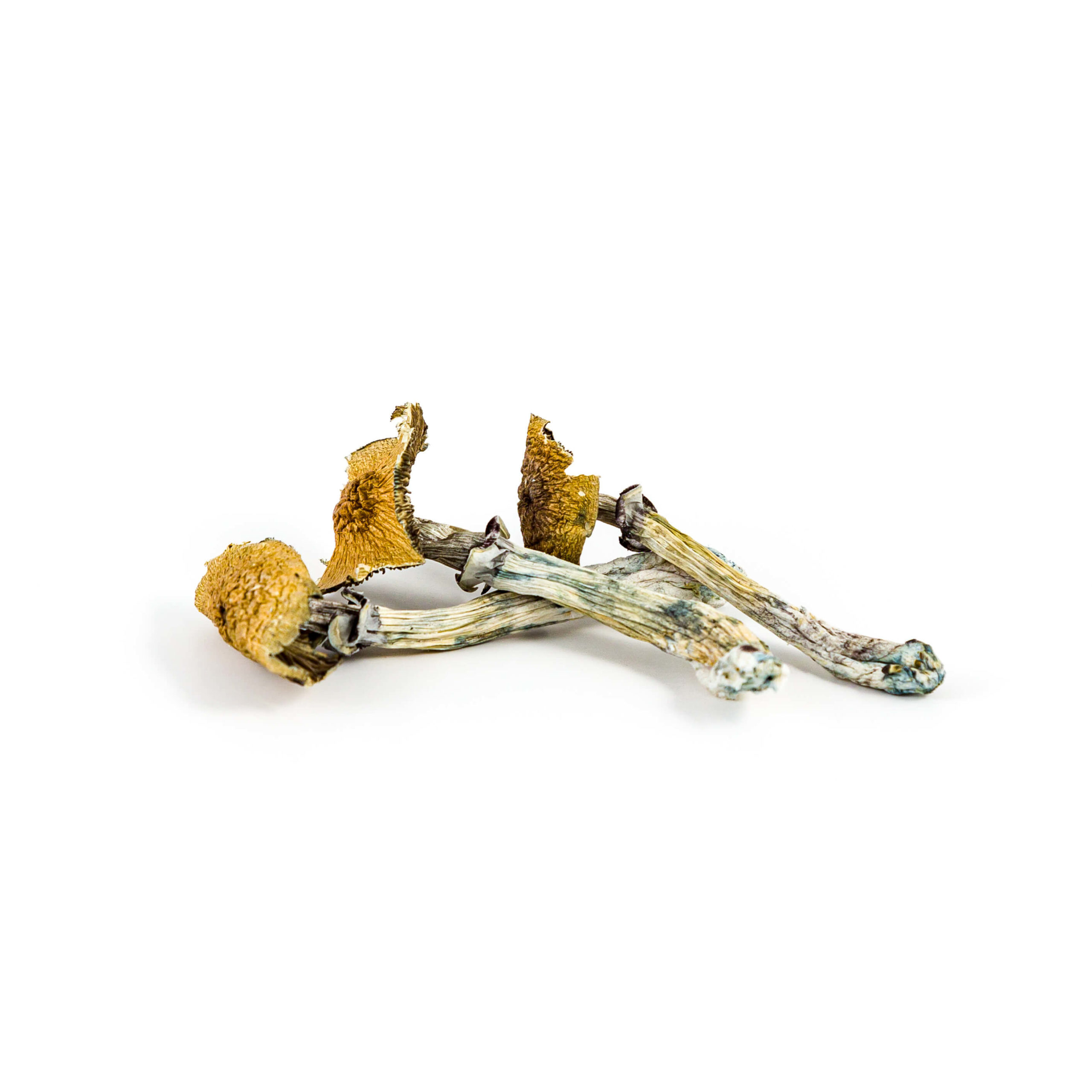 Amazonian Mushroom for Sale Online