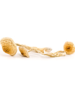 South Africa Transkei Mushrooms for Sale